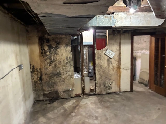 Mold Pic 1