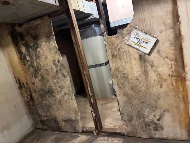 Mold pic 2